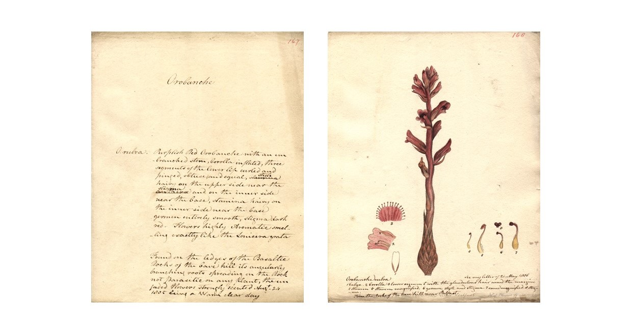 Pages from John Templeton's Hibernian Flora manuscript describing and depicting Orobanche alba (native Broomrape plant).
