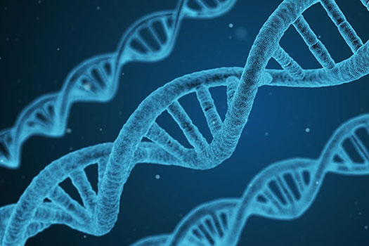 DNA helixes