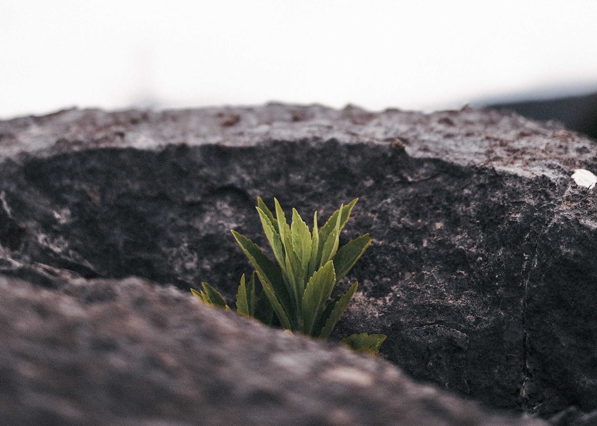 sprout from the rocks