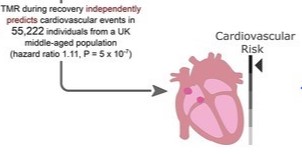 cardiovascular 
