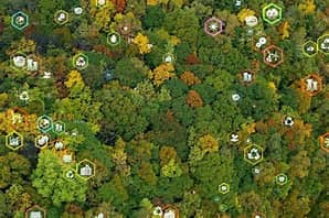 big forest