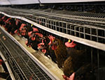 Poultry farming