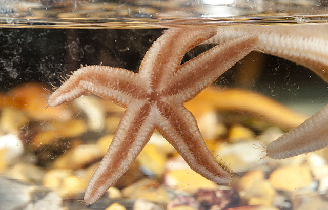 Starfish (Asterias rubens)