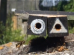 Solitary female bee selecting their nest site. Credit: Olli Loukola