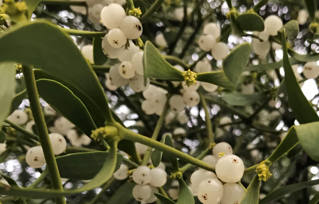 Mistletoe. Credit: Andrew Leitch.