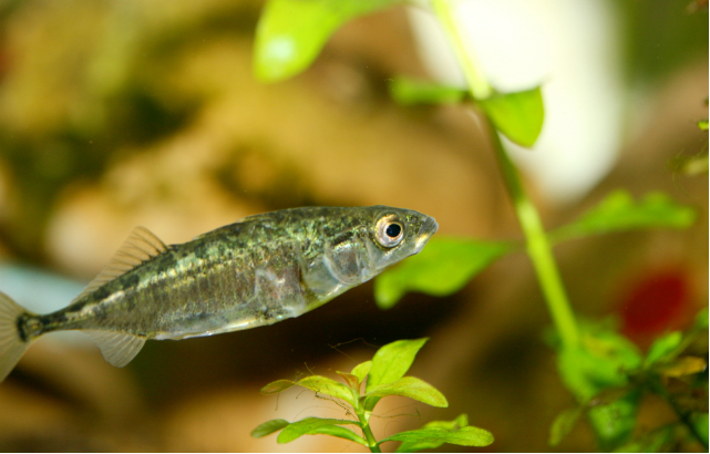 Three-spined Stickleback. Credit:Hadot/iStock.com