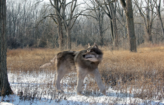 An illustration of the extinct large Dire Wolf hunting alone in the woods. Credit: Aunt_Spray/iStock,com