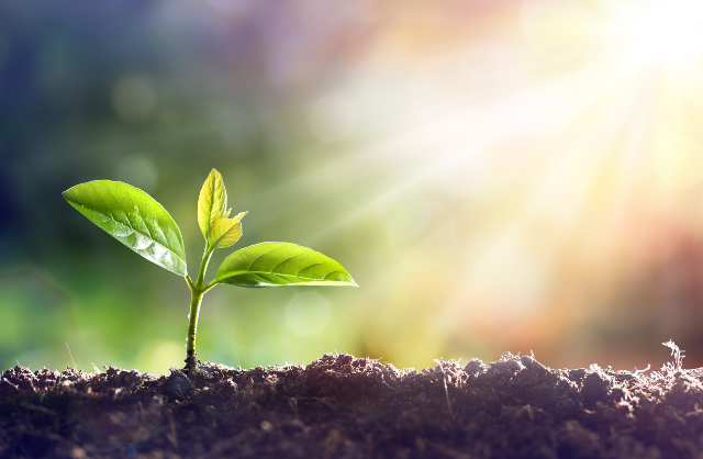 Insight into power generation in photosynthesis may lead to more resilient crops