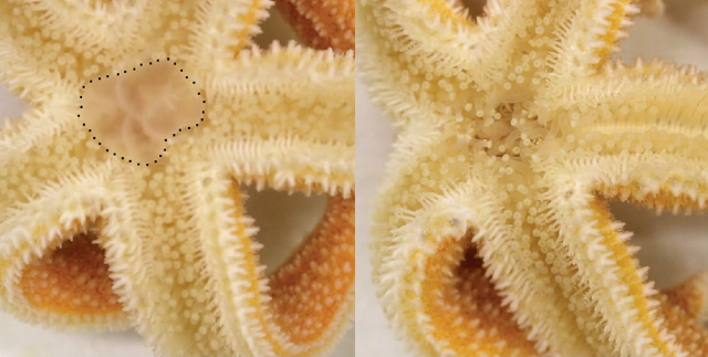 Starfish with everted stomach (left) and the same animal 6 min after injection with SK/CCK-type neuropeptides (right), the stomach is completely retracted.