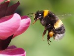 A bumblebee