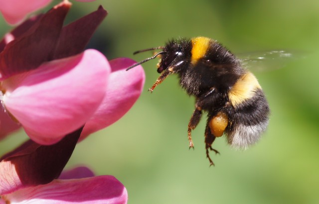 A bumblebee