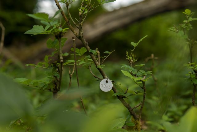 A new generation of ash trees is showing resistance to the disease (CREDIT: Paul Figg, RBG Kew)