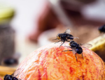 Insects’ lightning-fast reactions could transform the future of AI and robotics