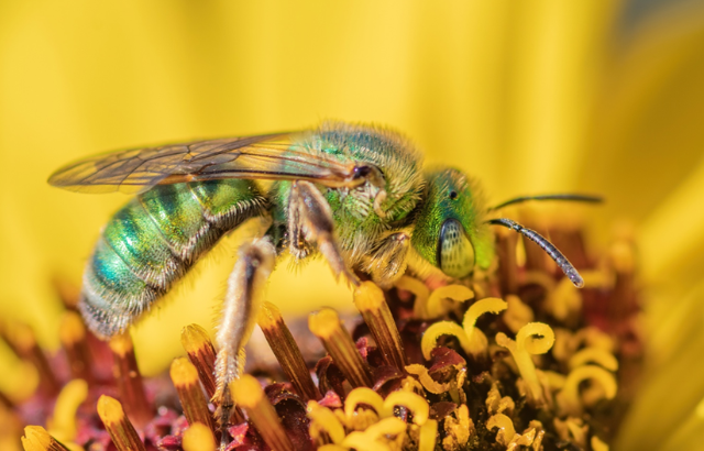 A sweat bee - credit Jeremiah Bender