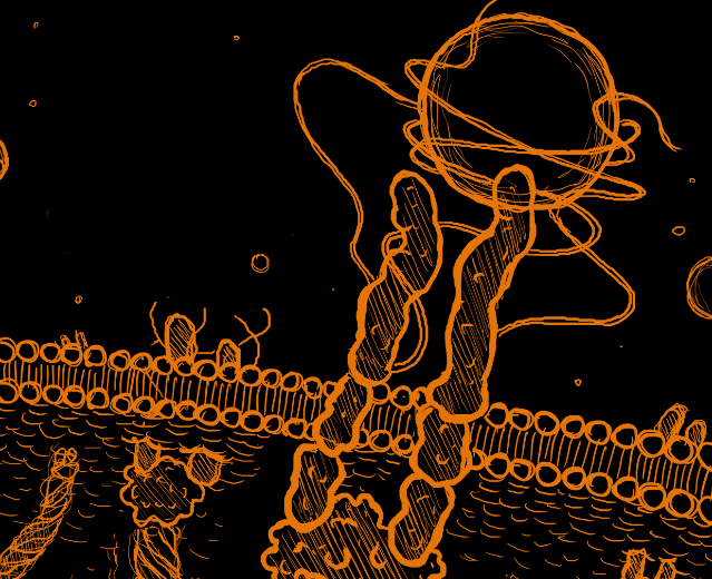 Sketch of the syndecan-4 molecule connecting the cell inside with the space outside. Credit: 3DforScience/ 3DforScience.com