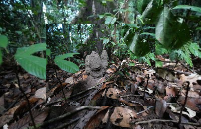 Living Dicuspiditermes termite mound