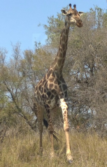 Giraffe in Kruger National Park, South Africa