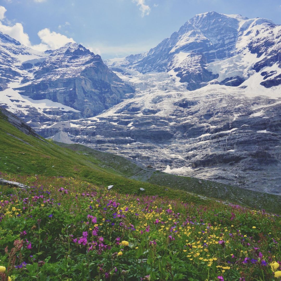 Vibrant meadow in Swiss Alps