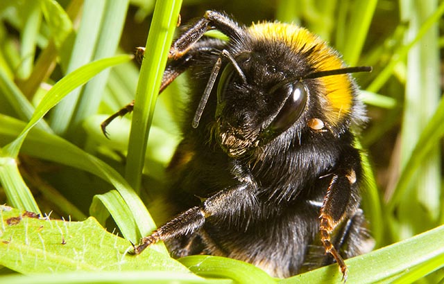 Queen Bee