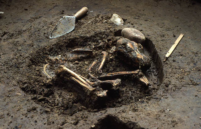 Dog Fossil Remains
