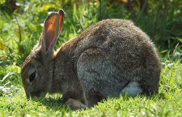 Rabbits Research