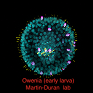 Owenia early larva