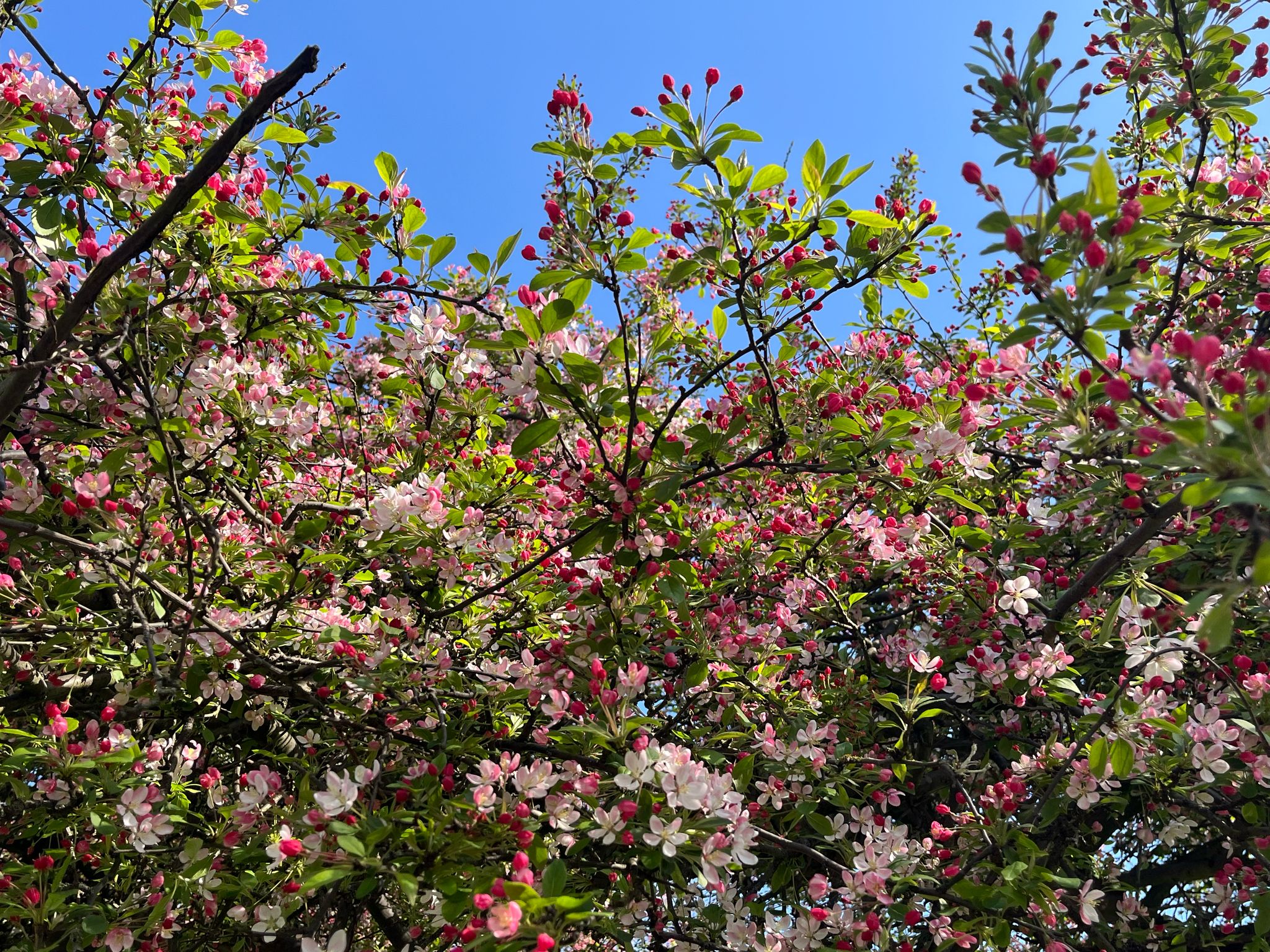 A photo of white and pink blossoms and a blue sky.