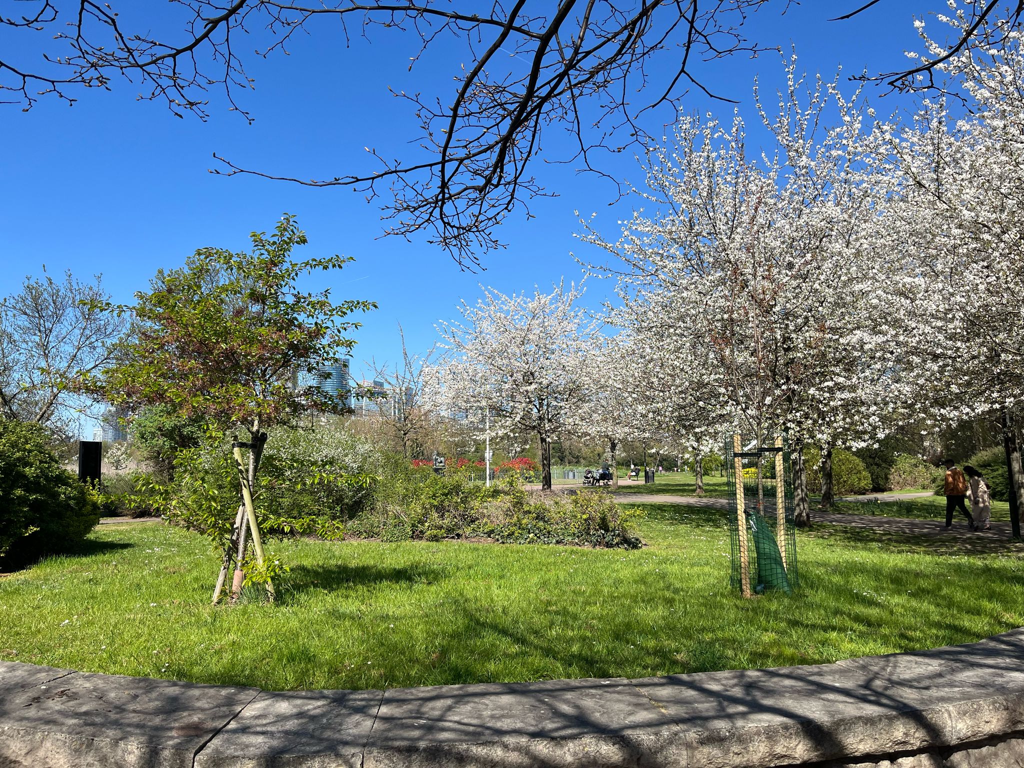 A photo in a park of white blossoms, green grass and a blue sky.